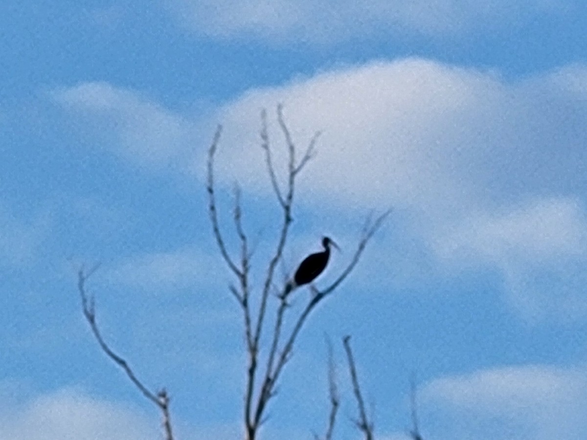 Glossy Ibis - ML599064881
