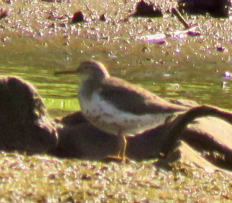 Chevalier grivelé - ML599064891