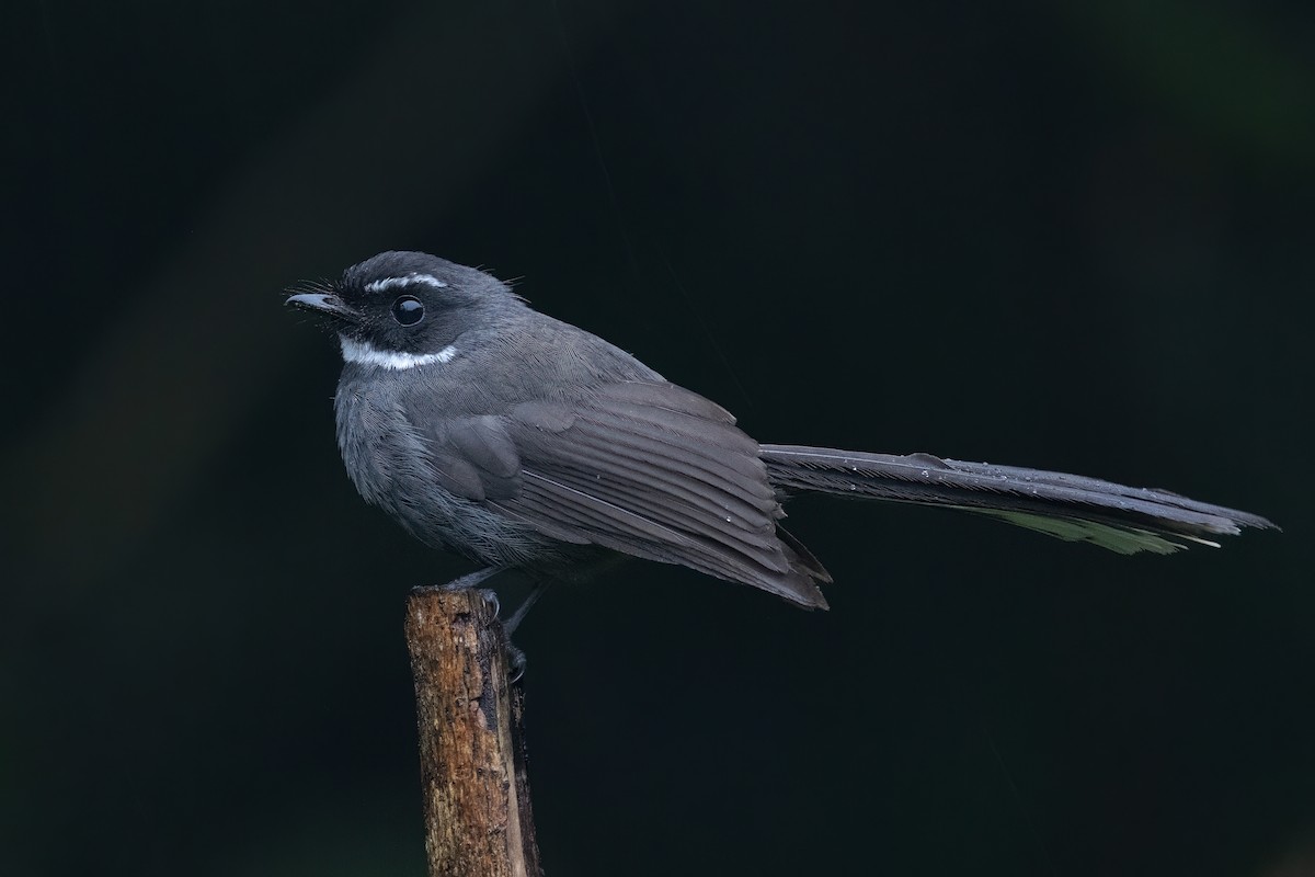 White-throated Fantail - ML599064981