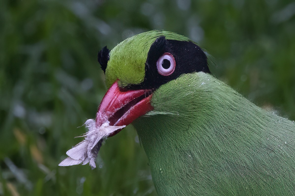Bornean Green-Magpie - ML599065151