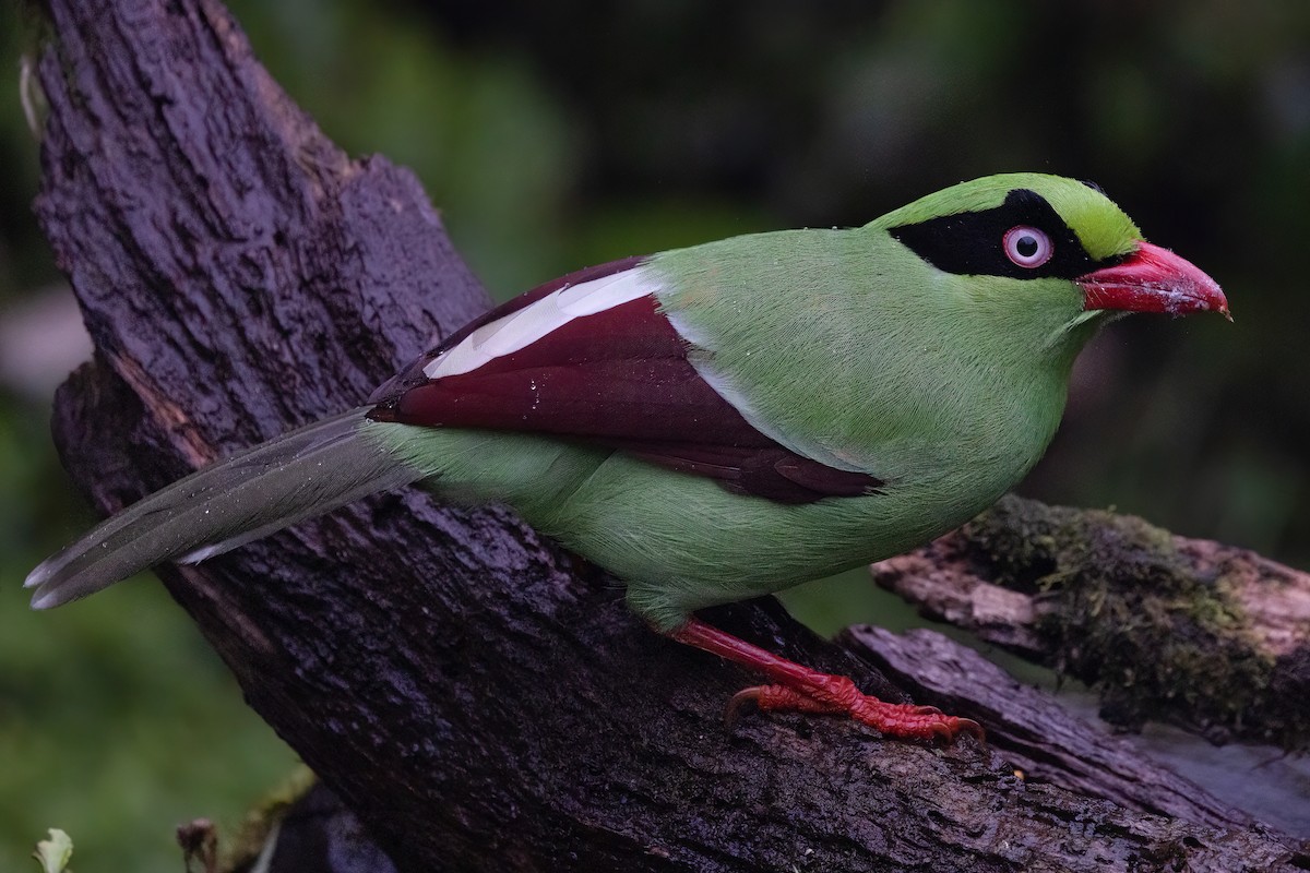 Bornean Green-Magpie - ML599065161