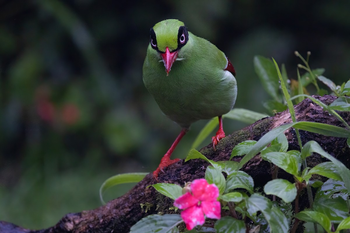 Bornean Green-Magpie - ML599065171