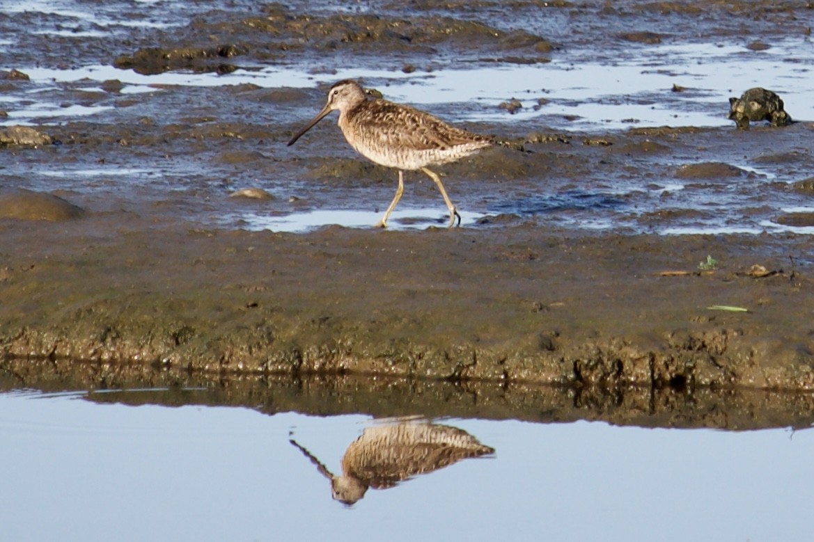 Short-billed Dowitcher - ML599065721