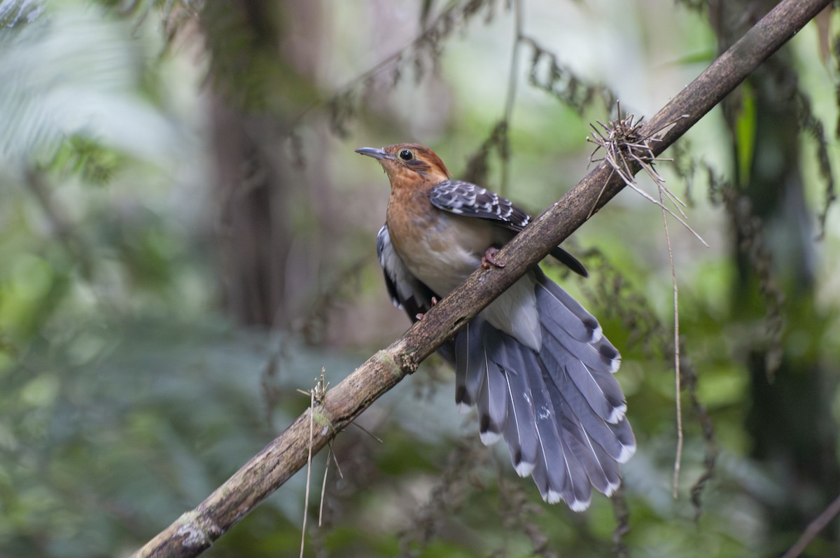 Pavonine Cuckoo - ML599065741