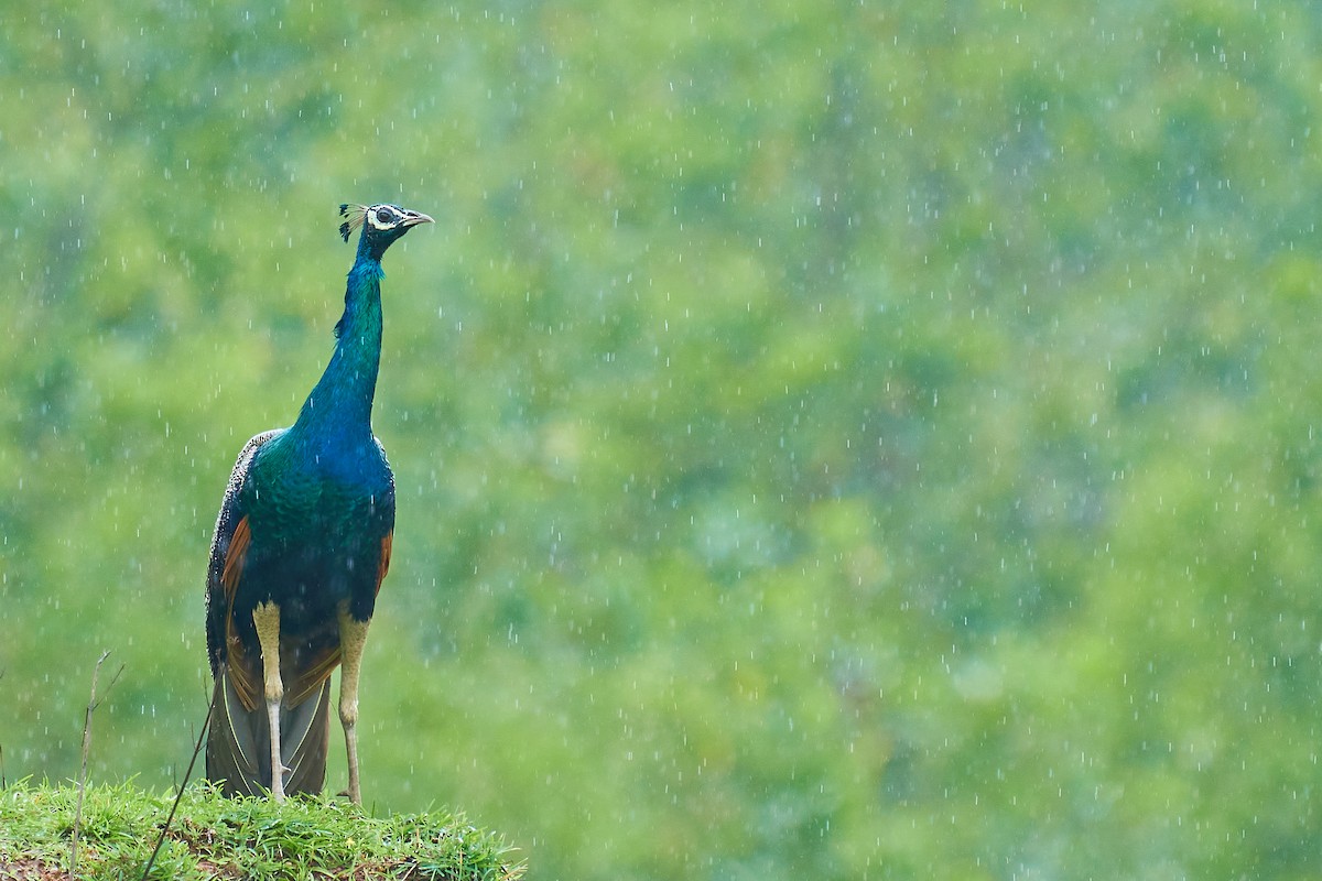 Indian Peafowl - ML599065921