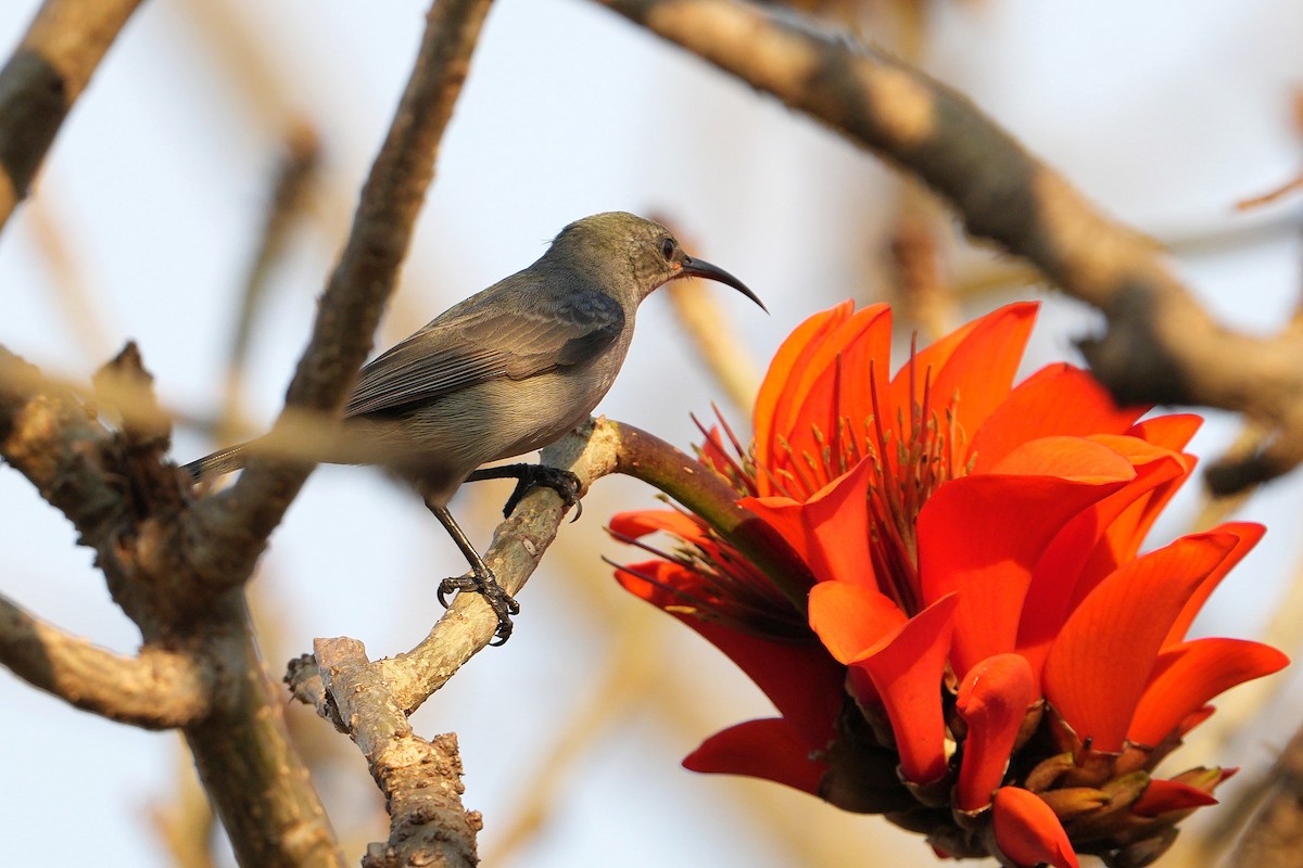 Mouse-colored Sunbird - Dave Rimmer