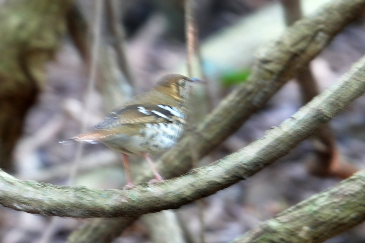 Spotted Ground-Thrush - ML599066661