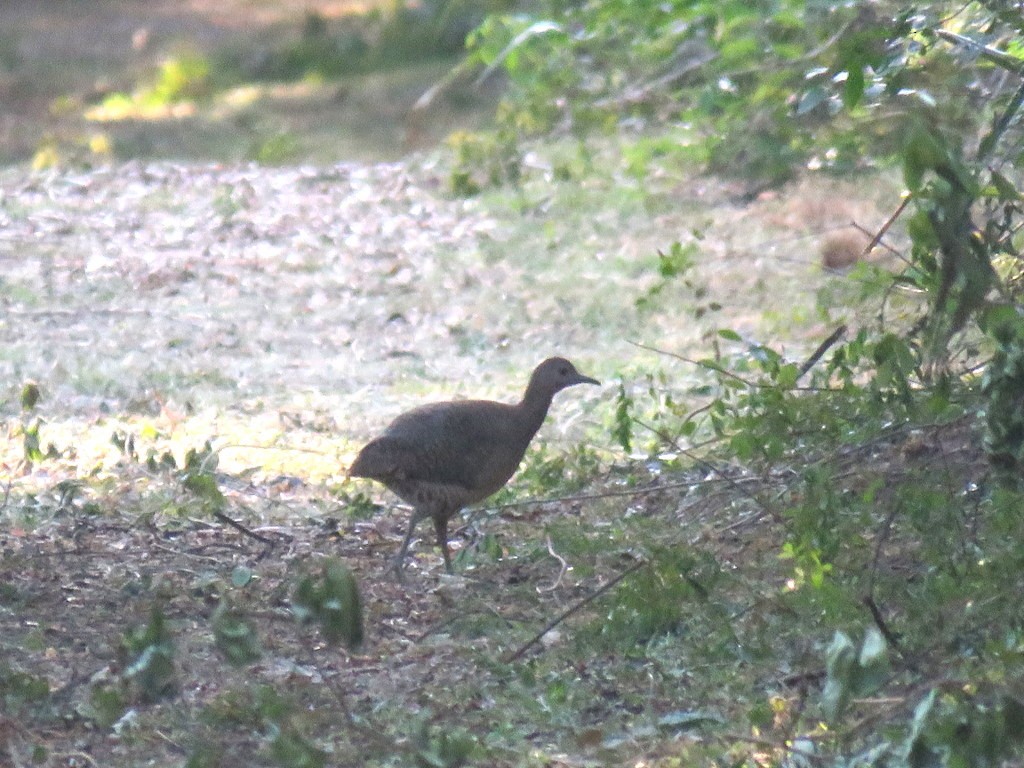 Undulated Tinamou - ML599067831