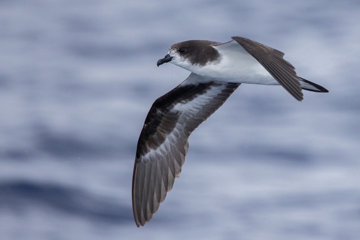 Bonin Petrel - Yann Muzika