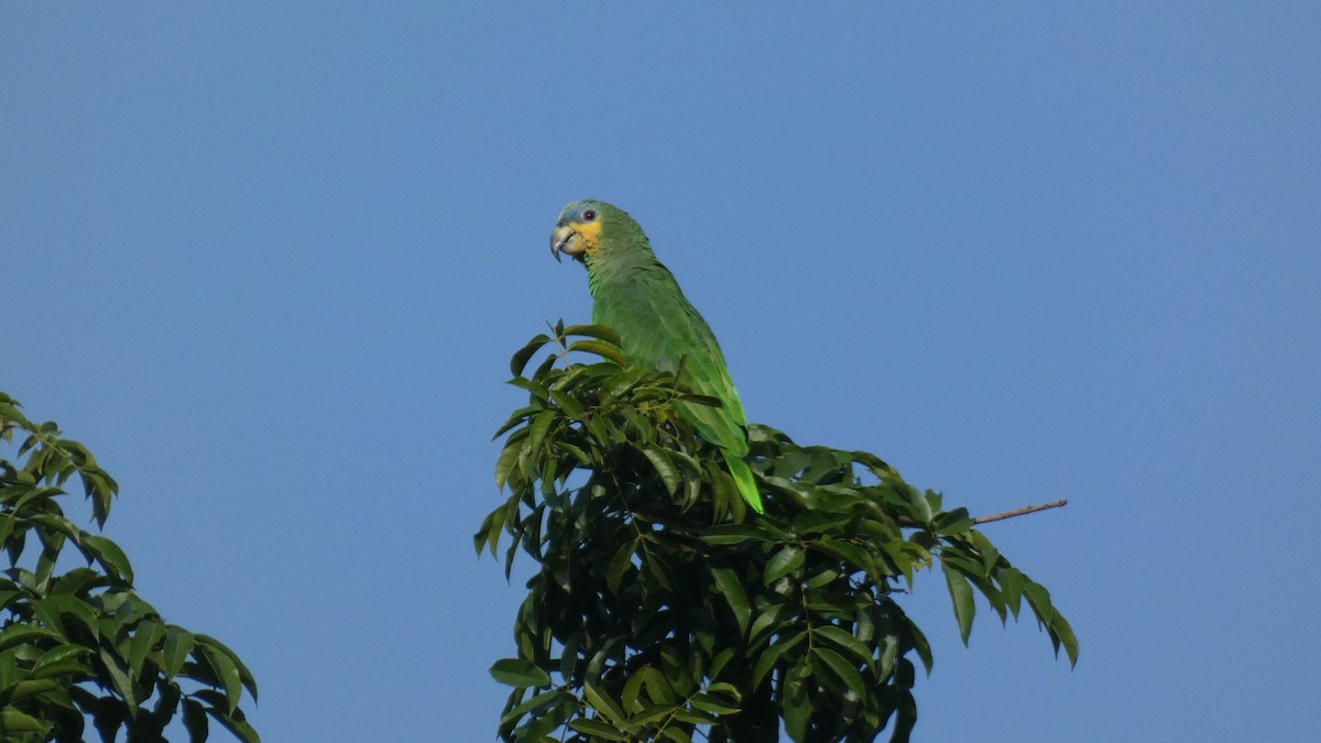 Orange-winged Parrot - Malini Kaushik