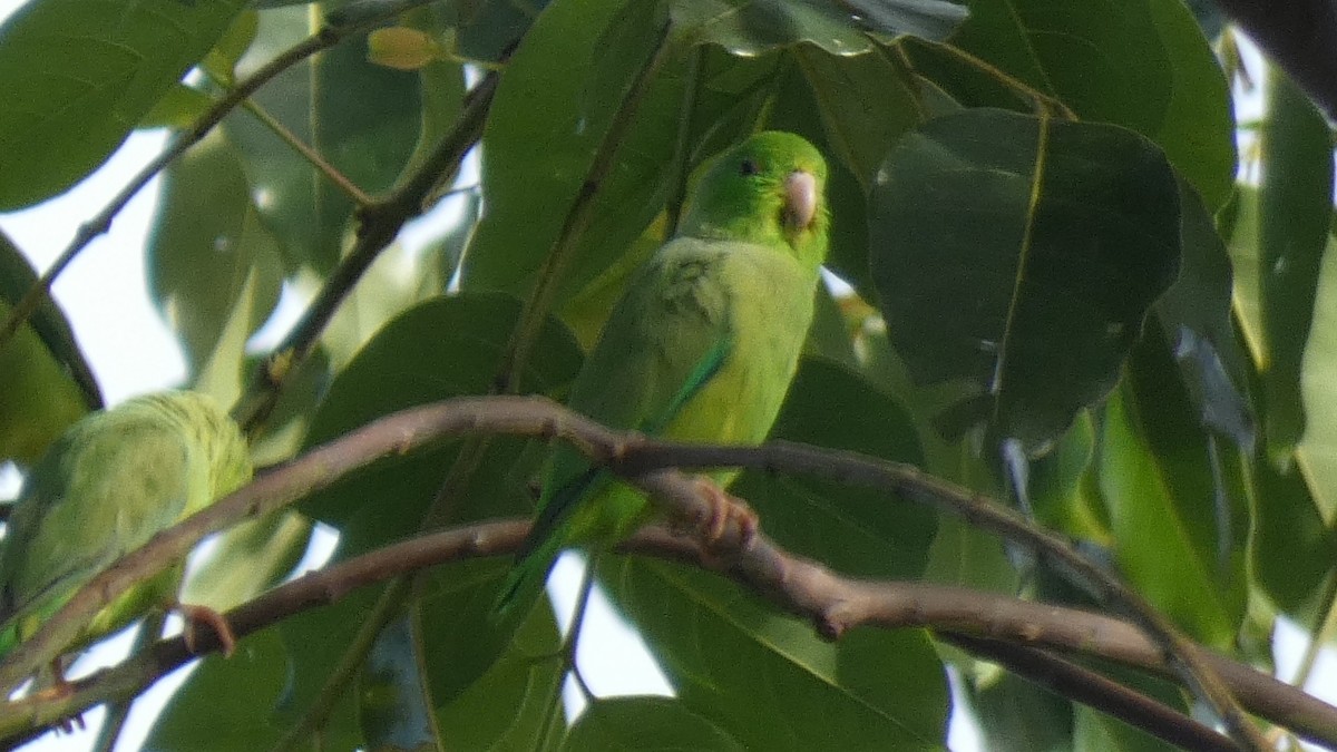 Зелёный воробьиный попугайчик - ML599068291