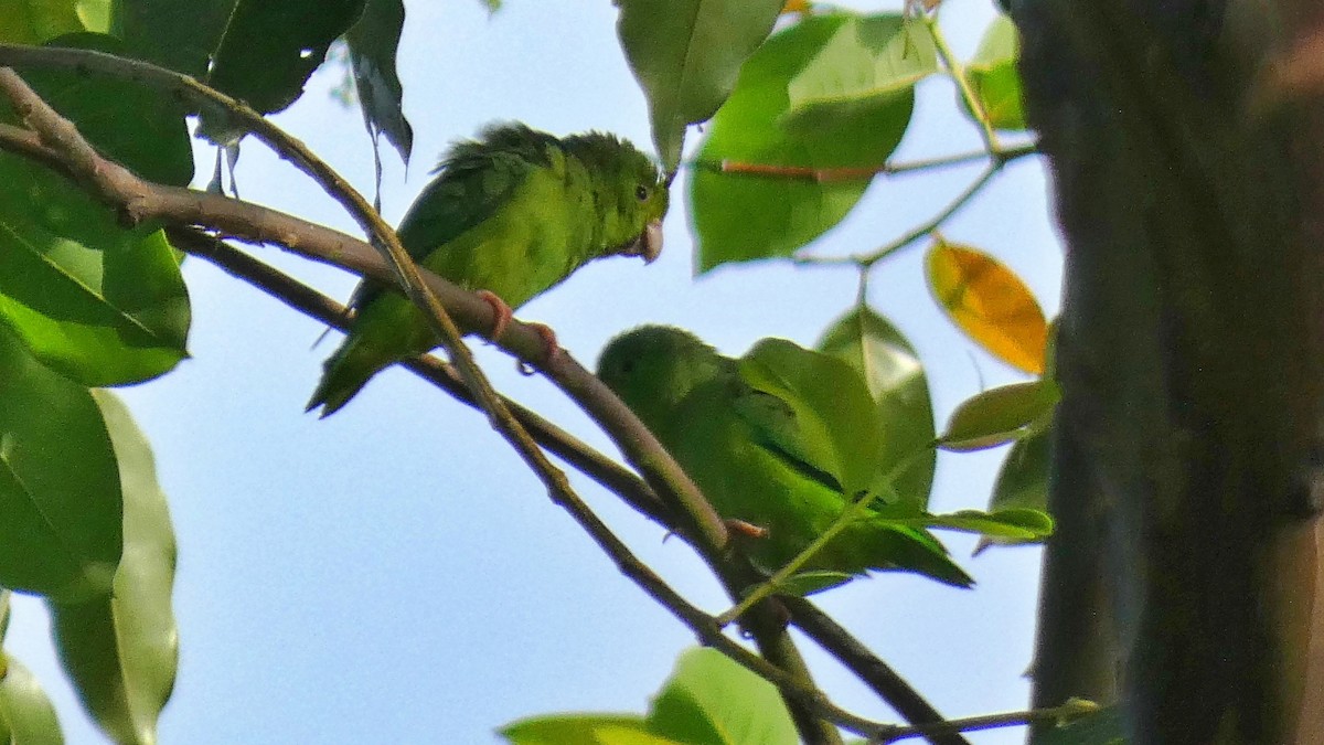 Yeşil Sokumlu Serçe Papağanı - ML599068301