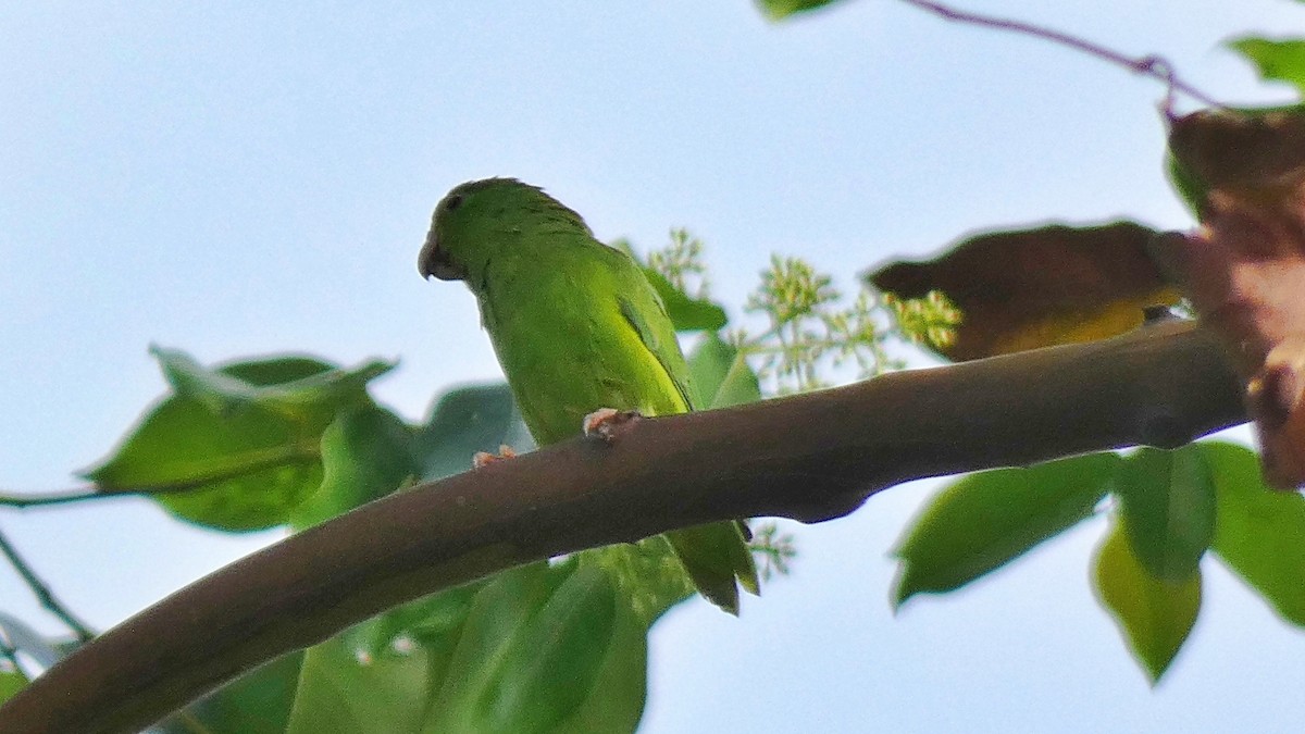 Зелёный воробьиный попугайчик - ML599068311