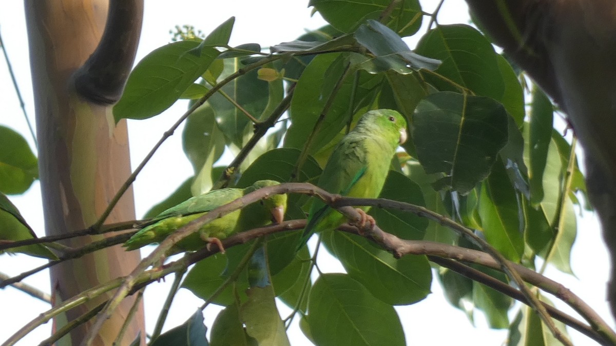 Yeşil Sokumlu Serçe Papağanı - ML599068321