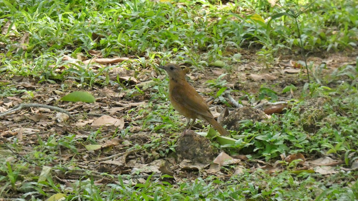 Cocoa Thrush - ML599068851