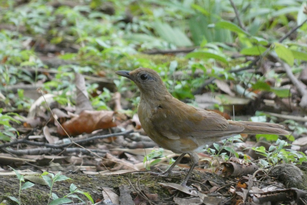 Cocoa Thrush - ML599069151