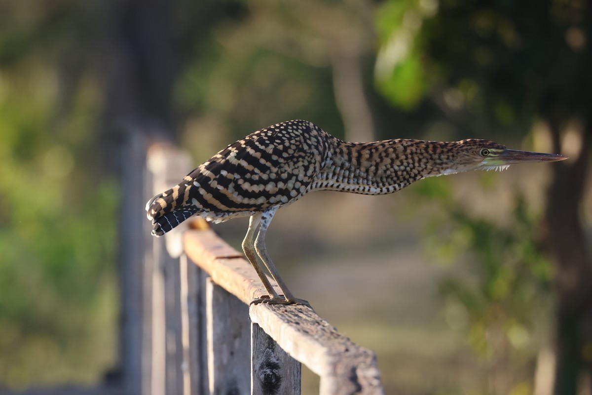 Rufescent Tiger-Heron - ML599069791