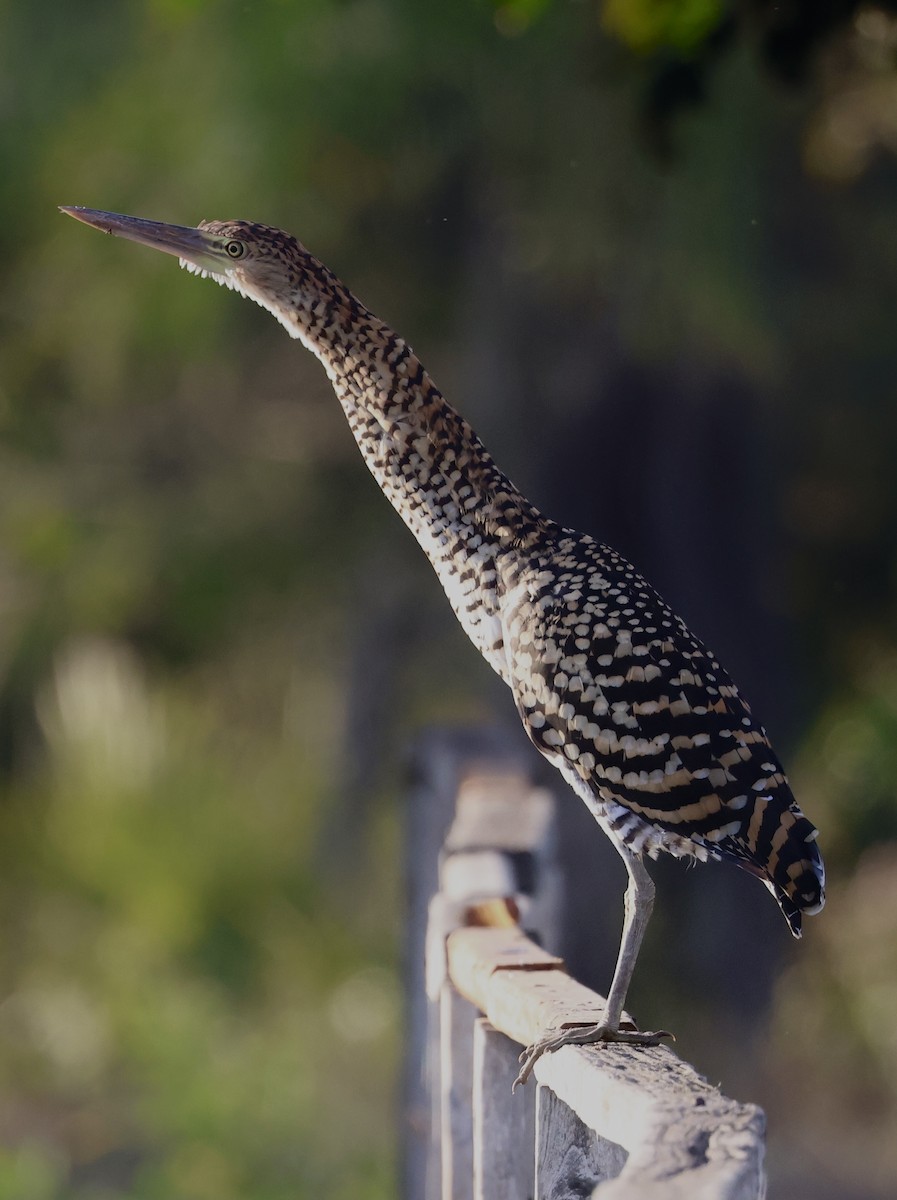 Rufescent Tiger-Heron - ML599069871