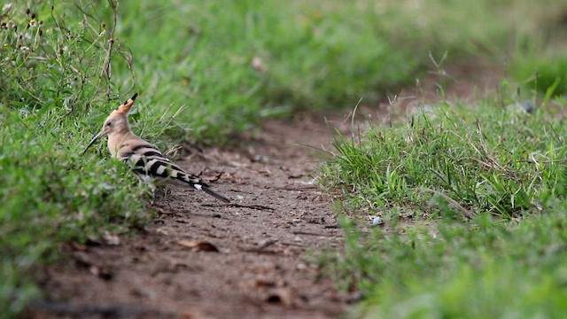 Eurasian Hoopoe - ML599070591