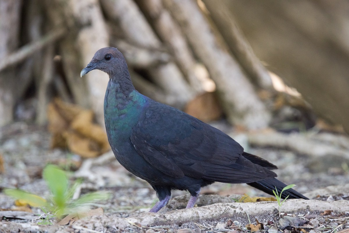 Black Wood-Pigeon - ML599071471