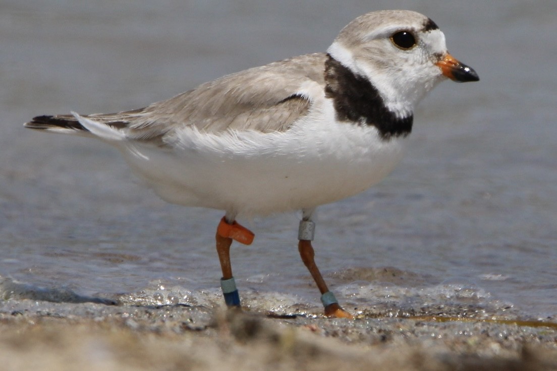 Piping Plover - ML599071721