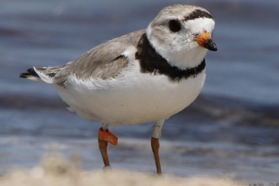 Piping Plover - ML599071731