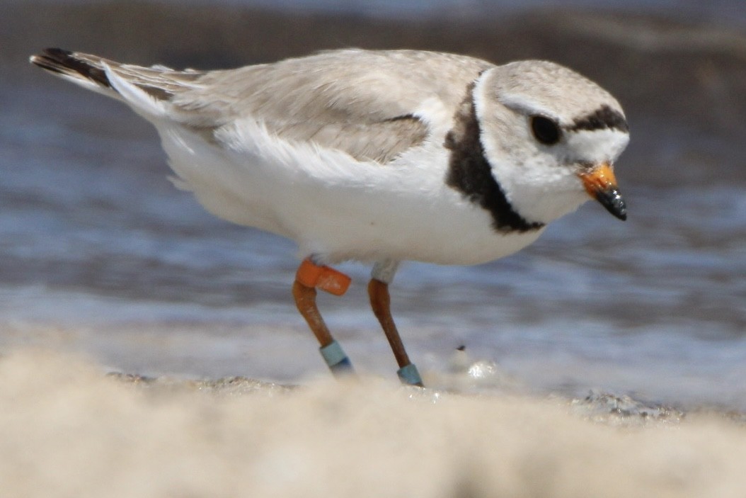 Piping Plover - ML599071751