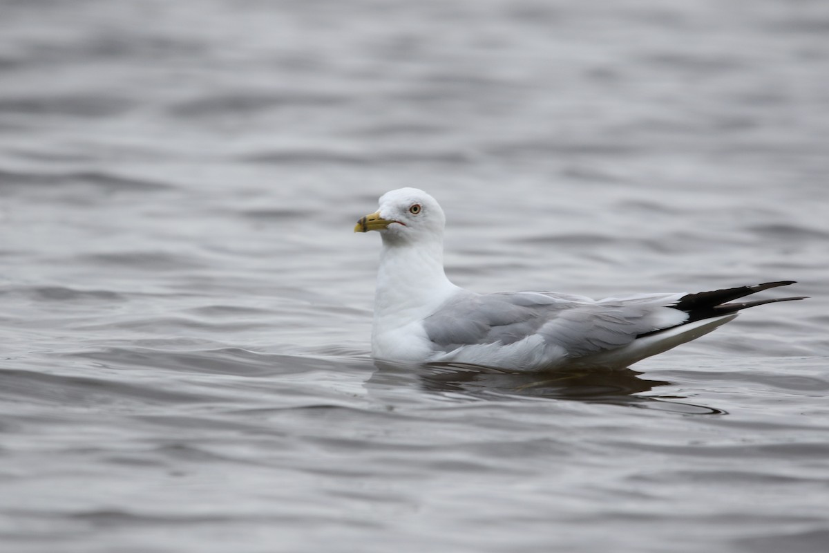 Ring-billed Gull - ML599072881