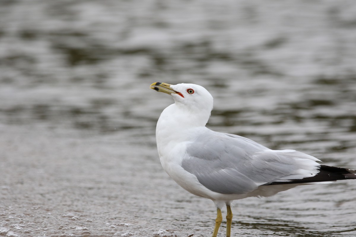 Ring-billed Gull - ML599073041