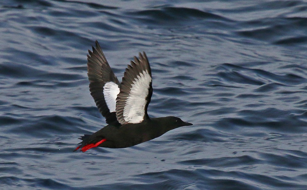 Black Guillemot - ML59907311