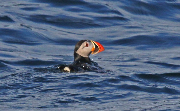 Atlantic Puffin - ML59907361