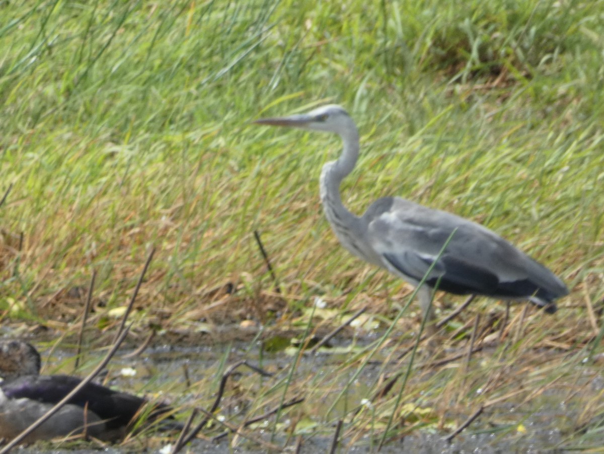 Gray Heron - ML599073761