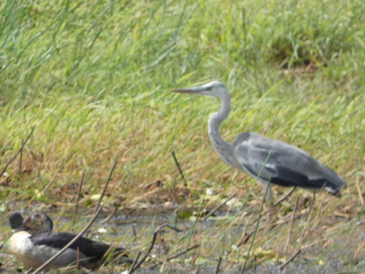 Gray Heron - ML599073771