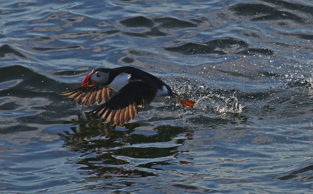 Atlantic Puffin - ML59907381