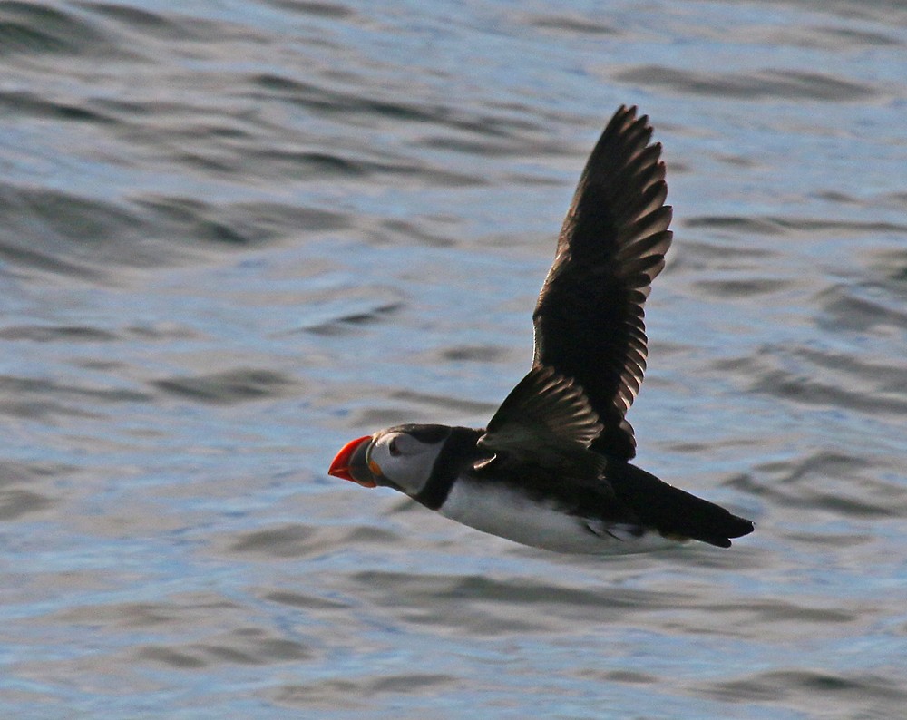 Atlantic Puffin - ML59907391