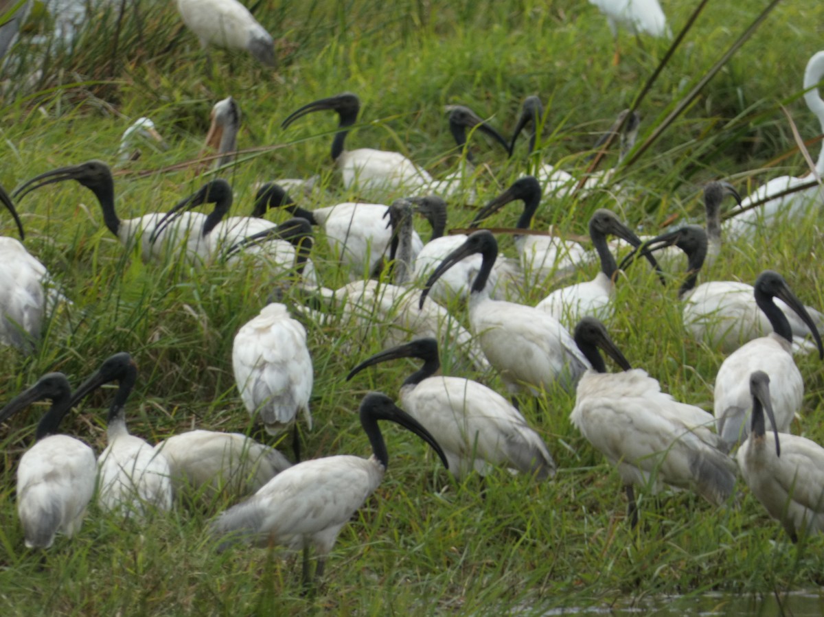 ibis černohlavý - ML599074181