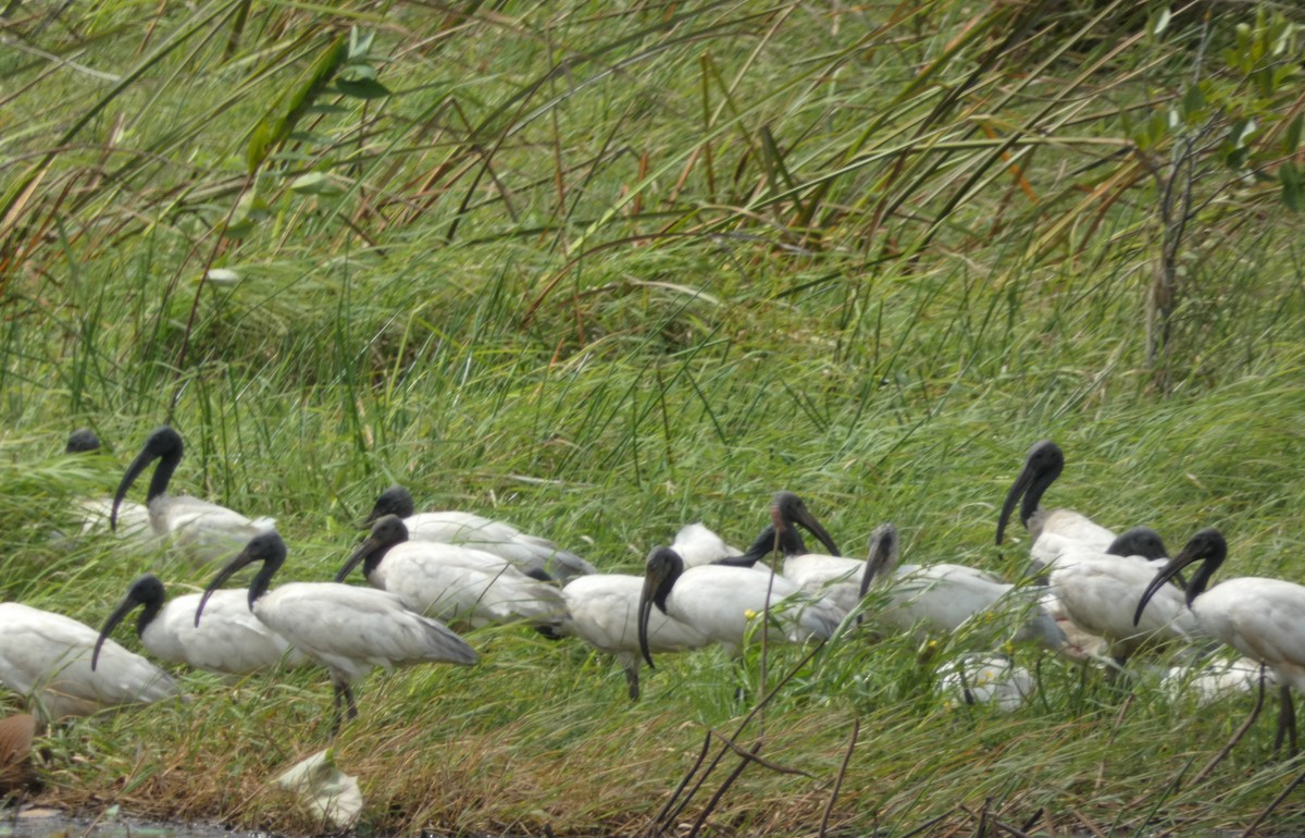 ibis černohlavý - ML599074191
