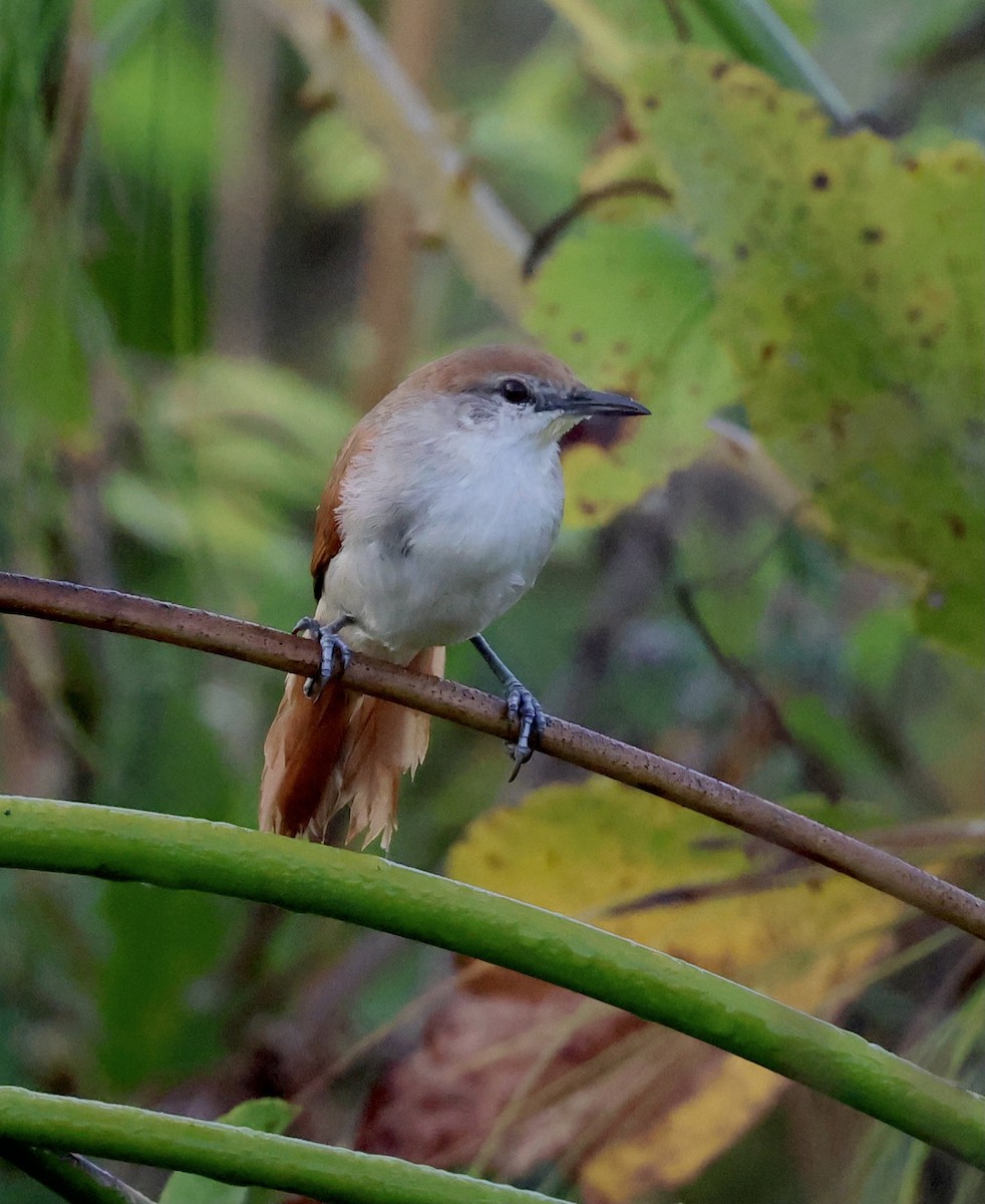 Yellow-chinned Spinetail - ML599074291