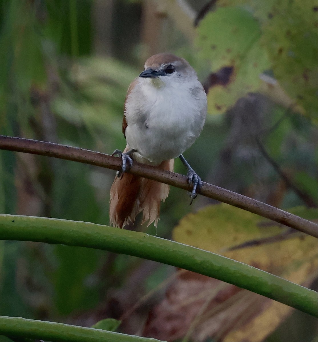 Yellow-chinned Spinetail - ML599074321