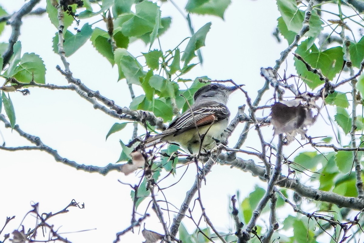 Ash-throated Flycatcher - ML599077311