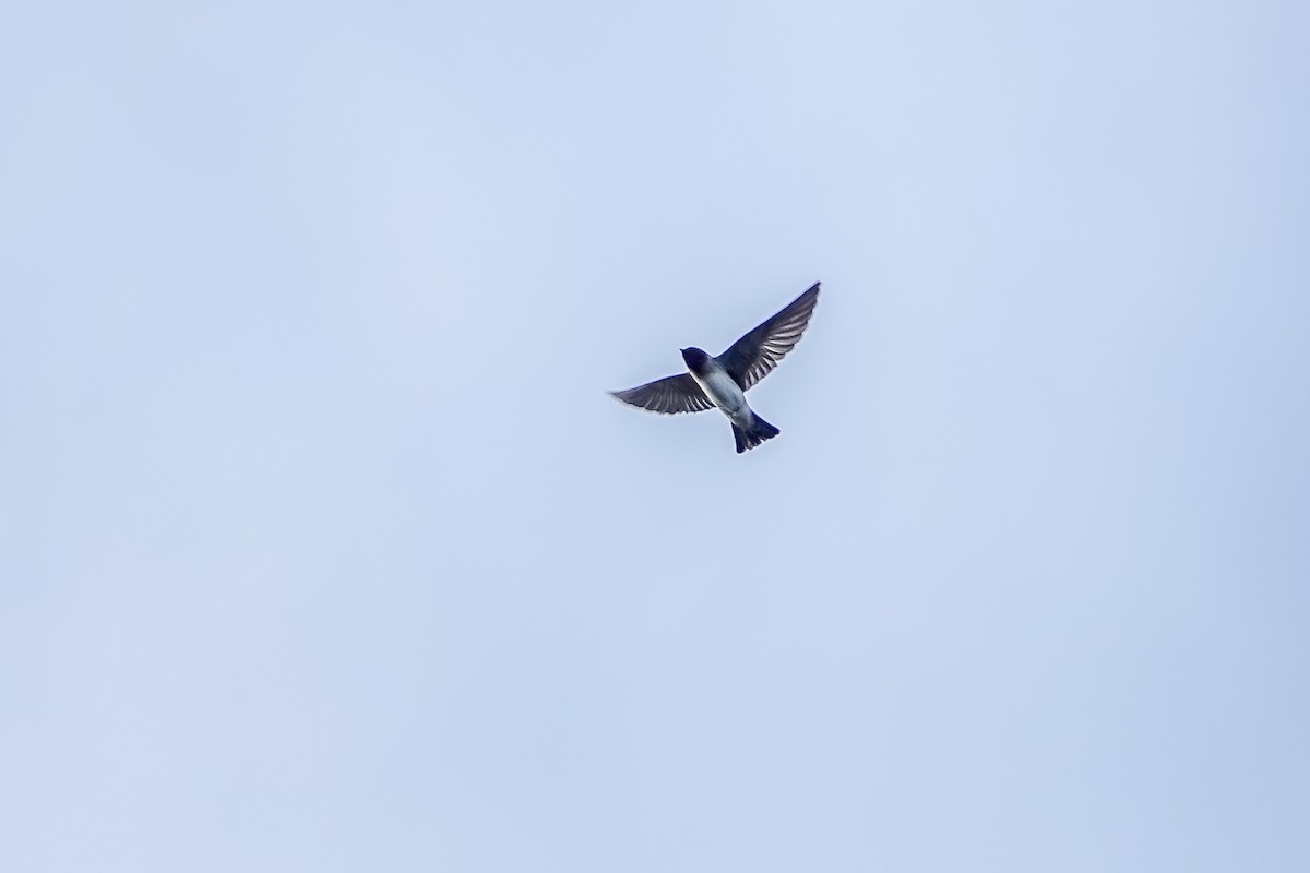 Cliff Swallow - ML599077411