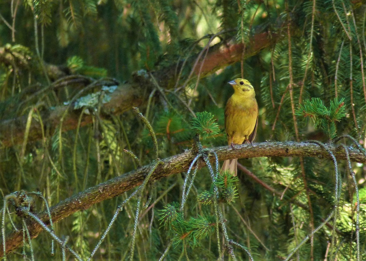 Yellowhammer - ML599077441