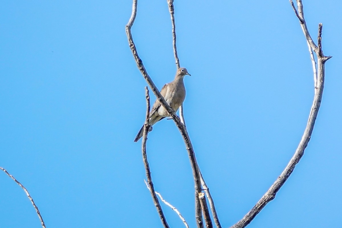 Mourning Dove - ML599077491