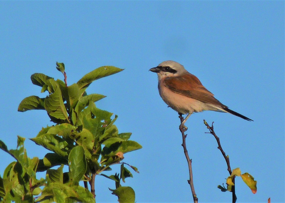 Red-backed Shrike - Carlos Otávio Gussoni