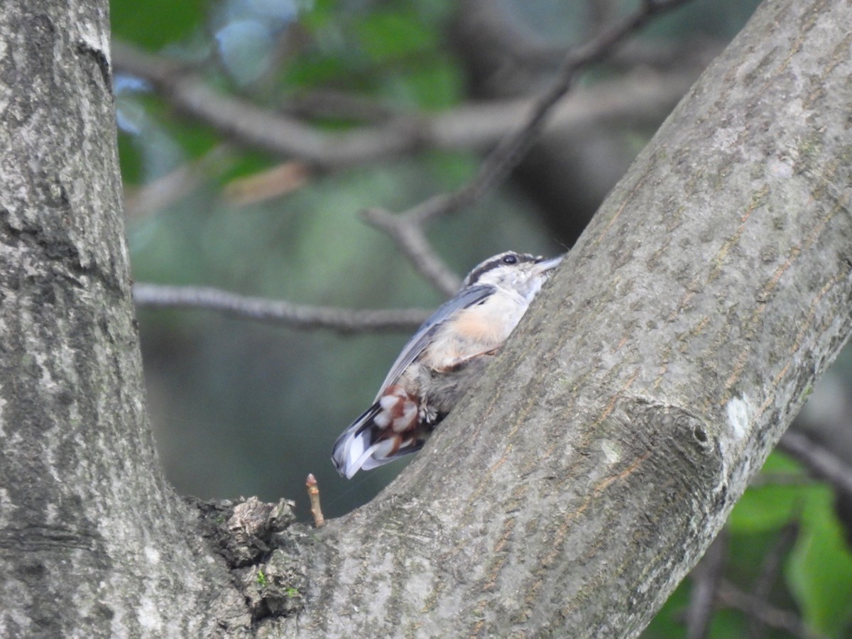 Eurasian Nuthatch - ML599078581