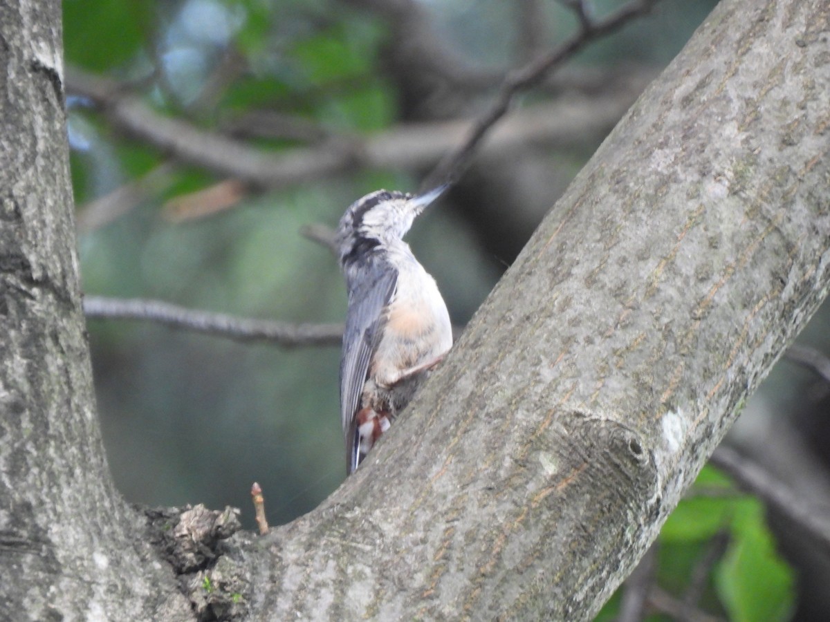 Eurasian Nuthatch - ML599078591