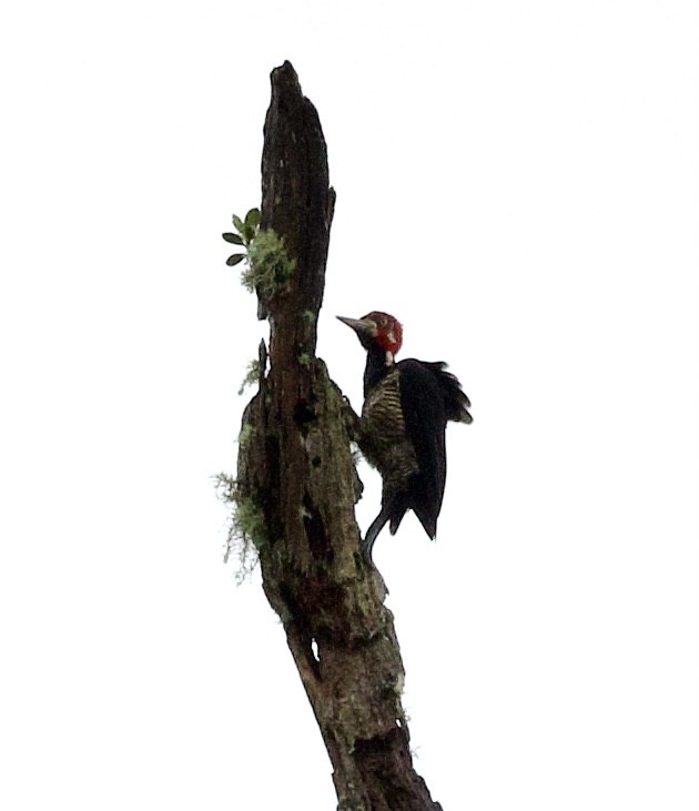 Crimson-crested Woodpecker - Bonnie de Grood