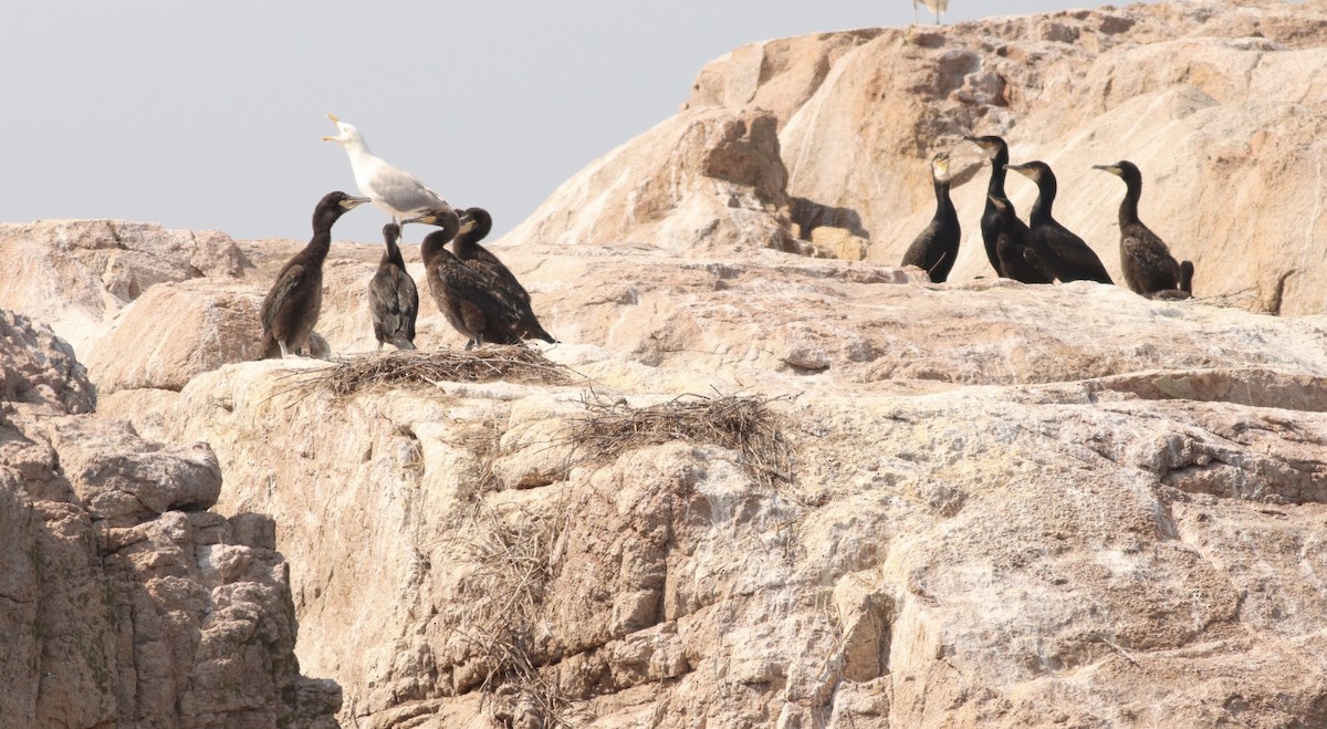 Great Cormorant - Jane Sender