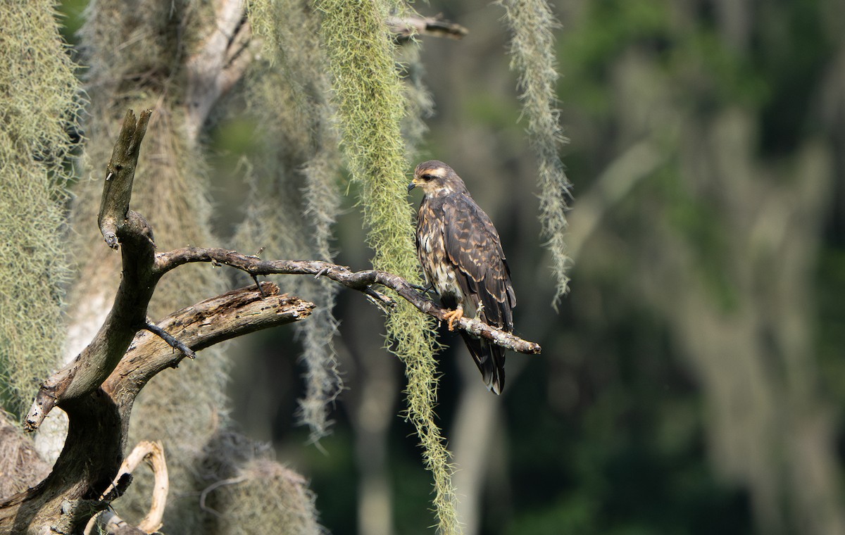 Snail Kite - ML599080051