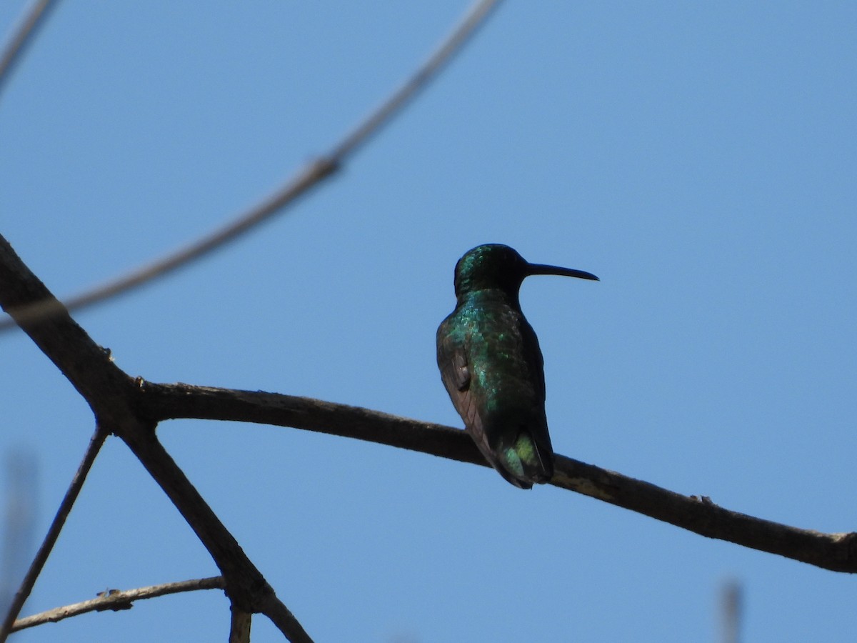 Black-throated Mango - ML599081101